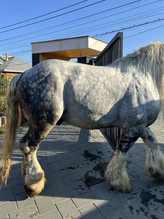 armasar greu deosebit de cuminte