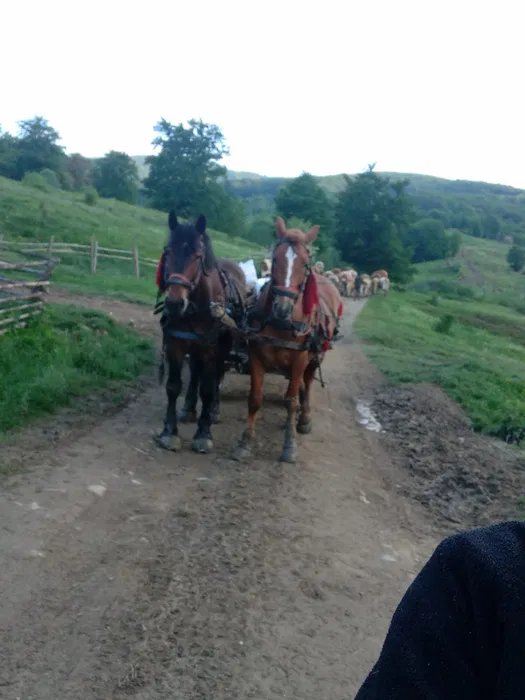 Pereche de cai de vânzare