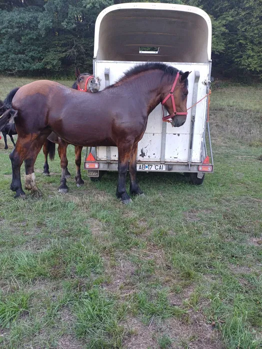 manze de vanzare alba iulia