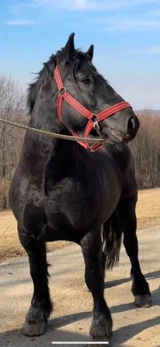 Vand 2 cai iapa blonda si armasar vanzare monta