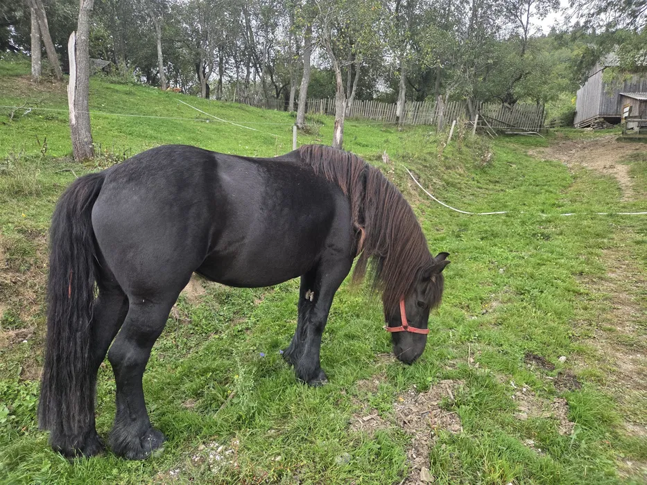 vand iapa de 5 6 ani