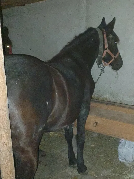 imnz de 1 3 luni de vanzare