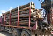 Vand lemn de foc bustean uscat sau verde
