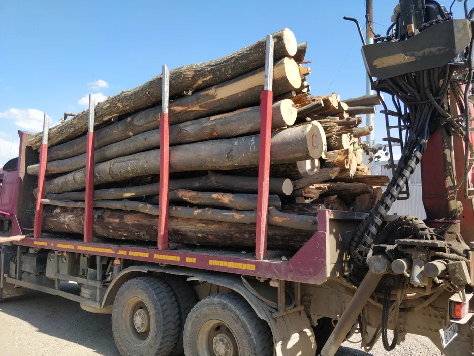 Vand lemn de foc bustean uscat sau verde