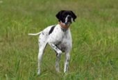 Pointer englez, mascul, în vârstă de 2 ani, disponibil. 0745177513