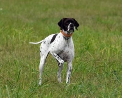 pointer_a_mezon_crop_613202f681938