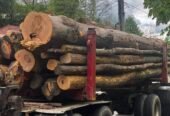 Vând lemn de foc Fag . Preț 450 de lei metrul cub cu transport inclus ! Pentru detalii sunați mă la 0747597358