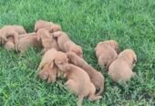 Viszla maghiară, 5 săptămâni