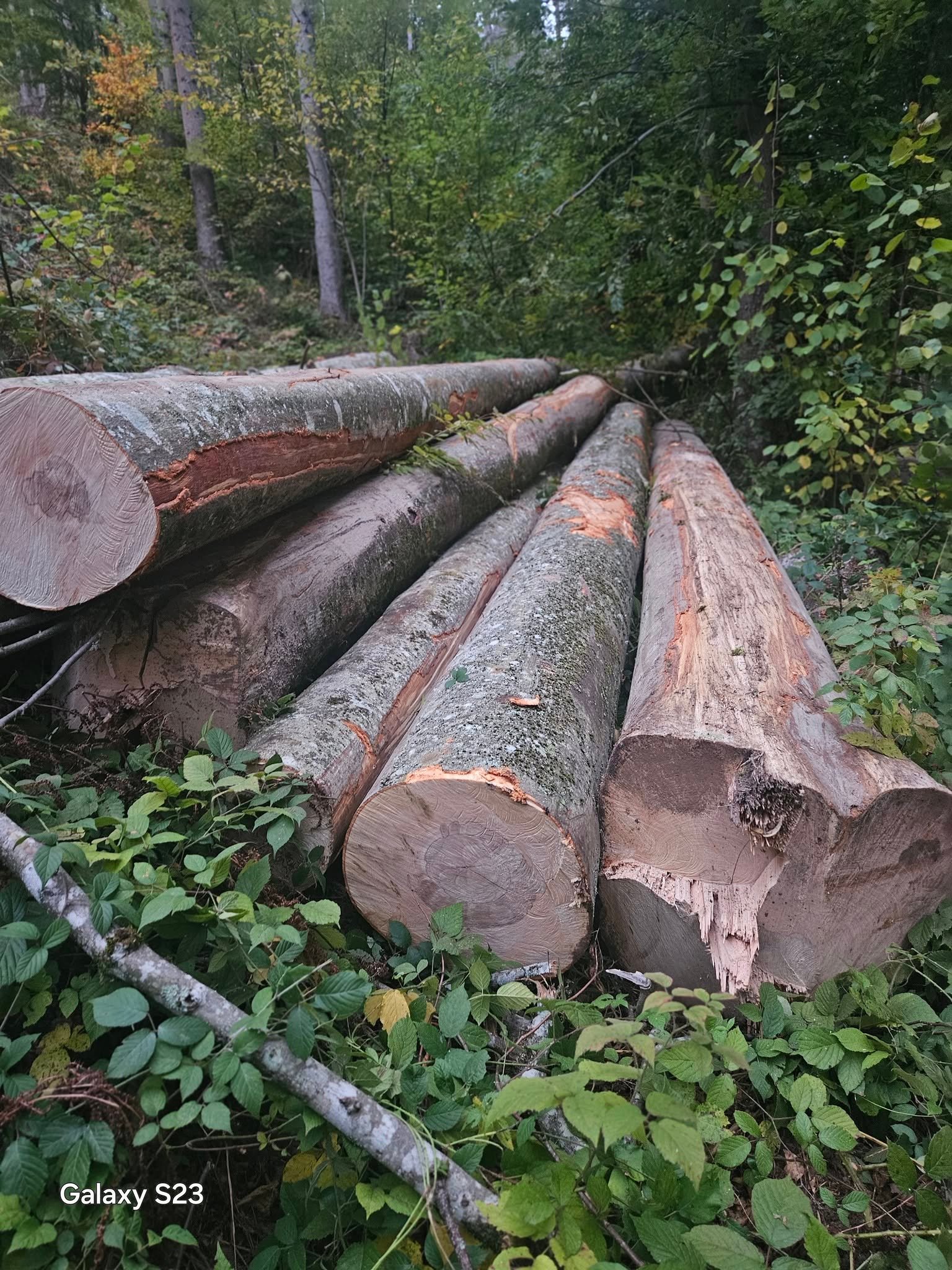 Vand bustean de fag și Tel.0775 131 858