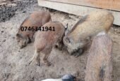 Purcei de mistret Jud Mureș loc Târnăveni crescuți în semi libertate 0746341941