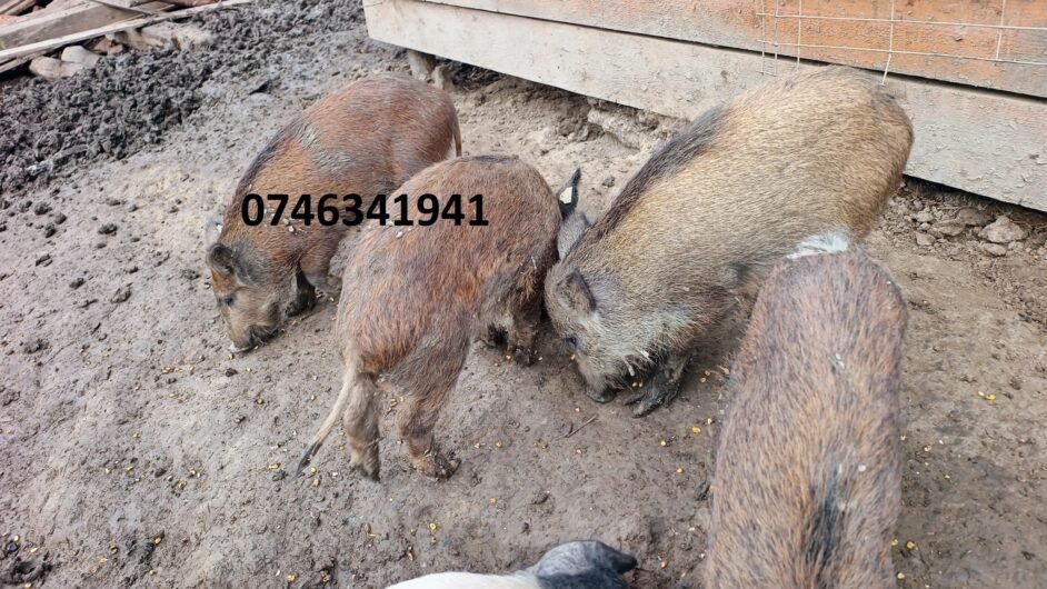 Purcei de mistret Jud Mureș loc Târnăveni crescuți în semi libertate 0746341941