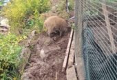 Purcei de mistret Jud Mureș loc Târnăveni crescuți în semi libertate 0746341941