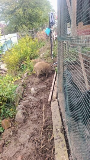 Purcei de mistret Jud Mureș loc Târnăveni crescuți în semi libertate 0746341941