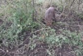 Purcei de mistret Jud Mureș loc Târnăveni crescuți în semi libertate 0746341941