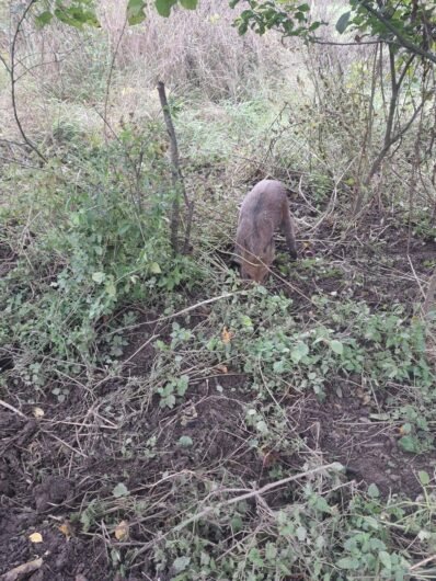 Purcei de mistret Jud Mureș loc Târnăveni crescuți în semi libertate 0746341941