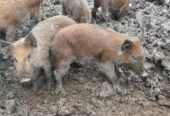 Purcei de mistret Jud Mureș loc Târnăveni crescuți în semi libertate 0746341941