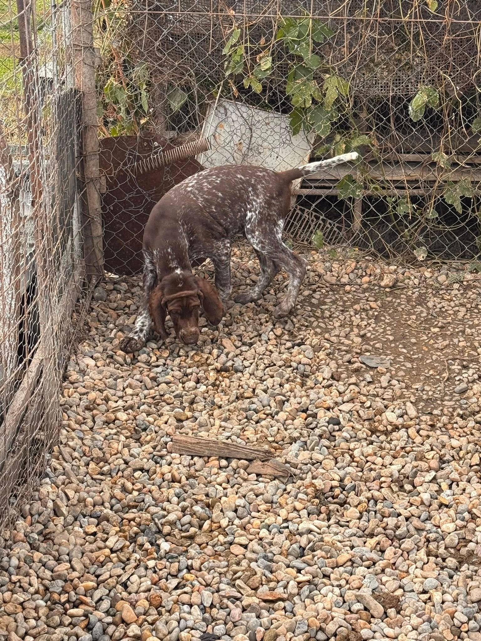 Așa tată , așa fiu
