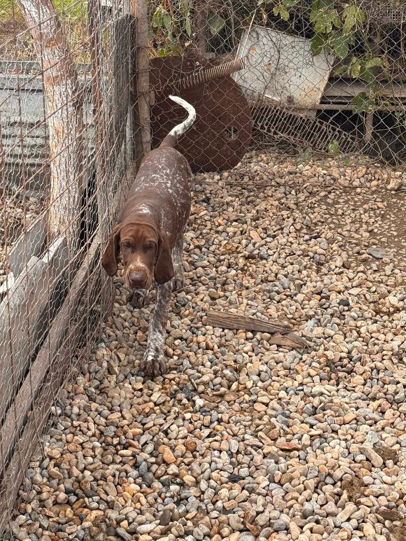 Așa tată , așa fiu