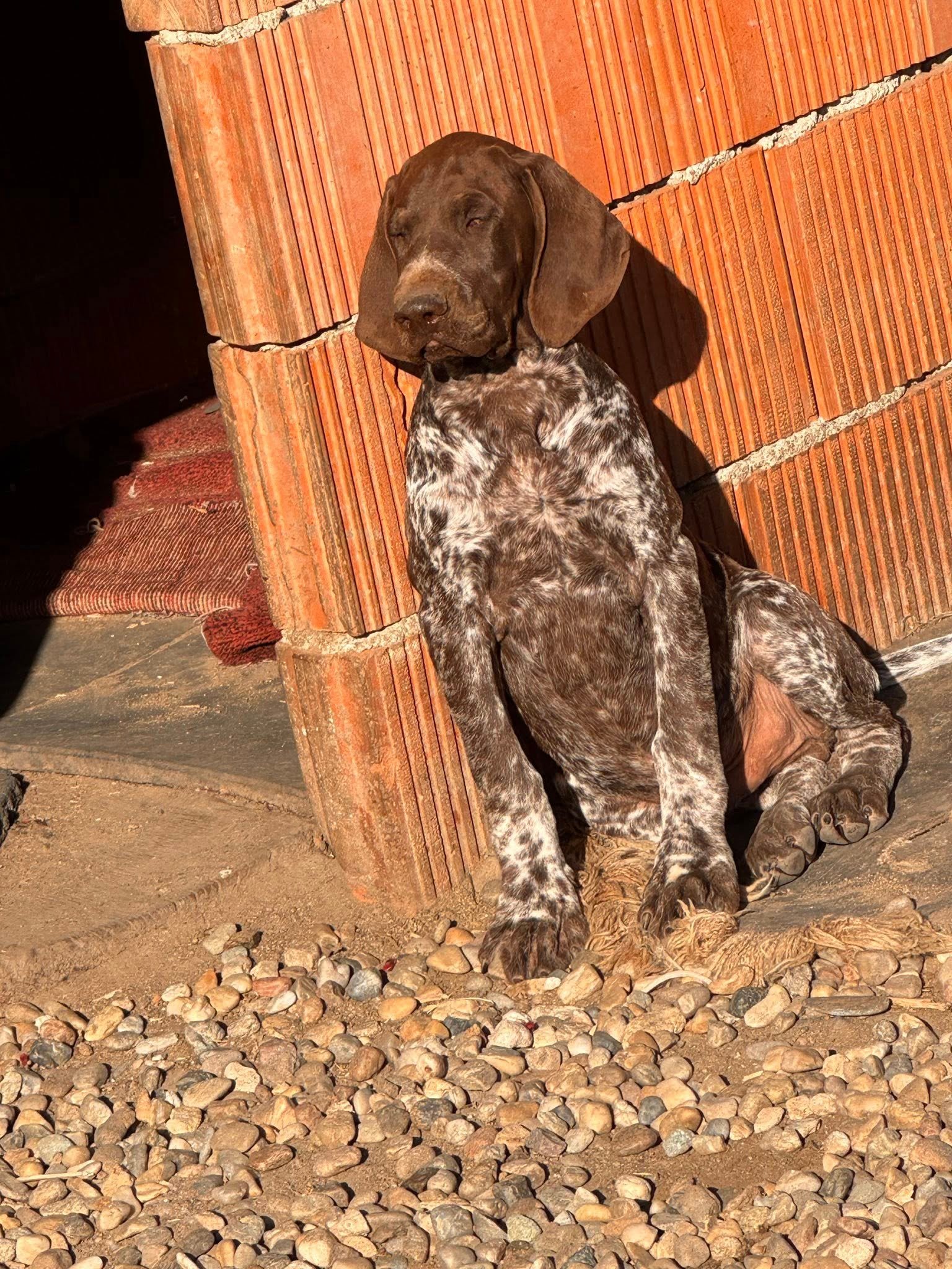 Așa tată , așa fiu