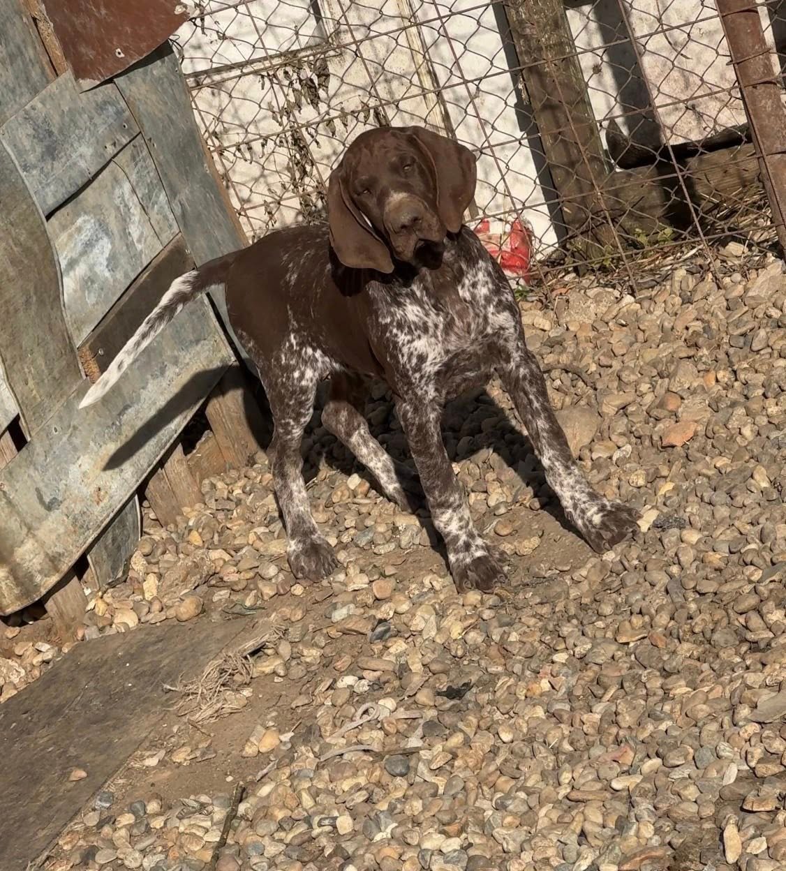 Așa tată , așa fiu