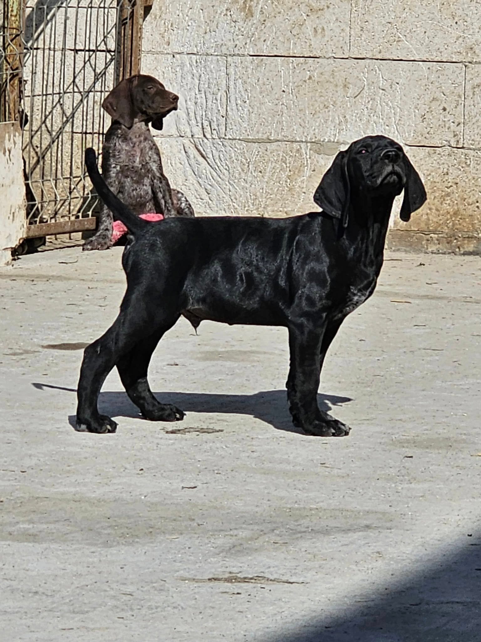 Vârstă 11 săptămâni din părinți cu pedigree caută partener de vânătoare!