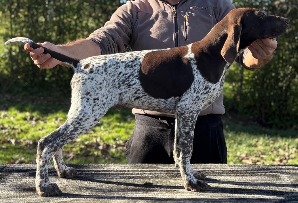 Quantas-Napoca Fancy (Quantas-Napoca Quattro & Zoe IV Patrick Haus) Is looking for her forever show/hunting🏠 Hege-Haus & Pöttmes lines for more information PM