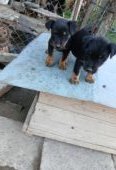 Vand 2 masculi jagdterrier