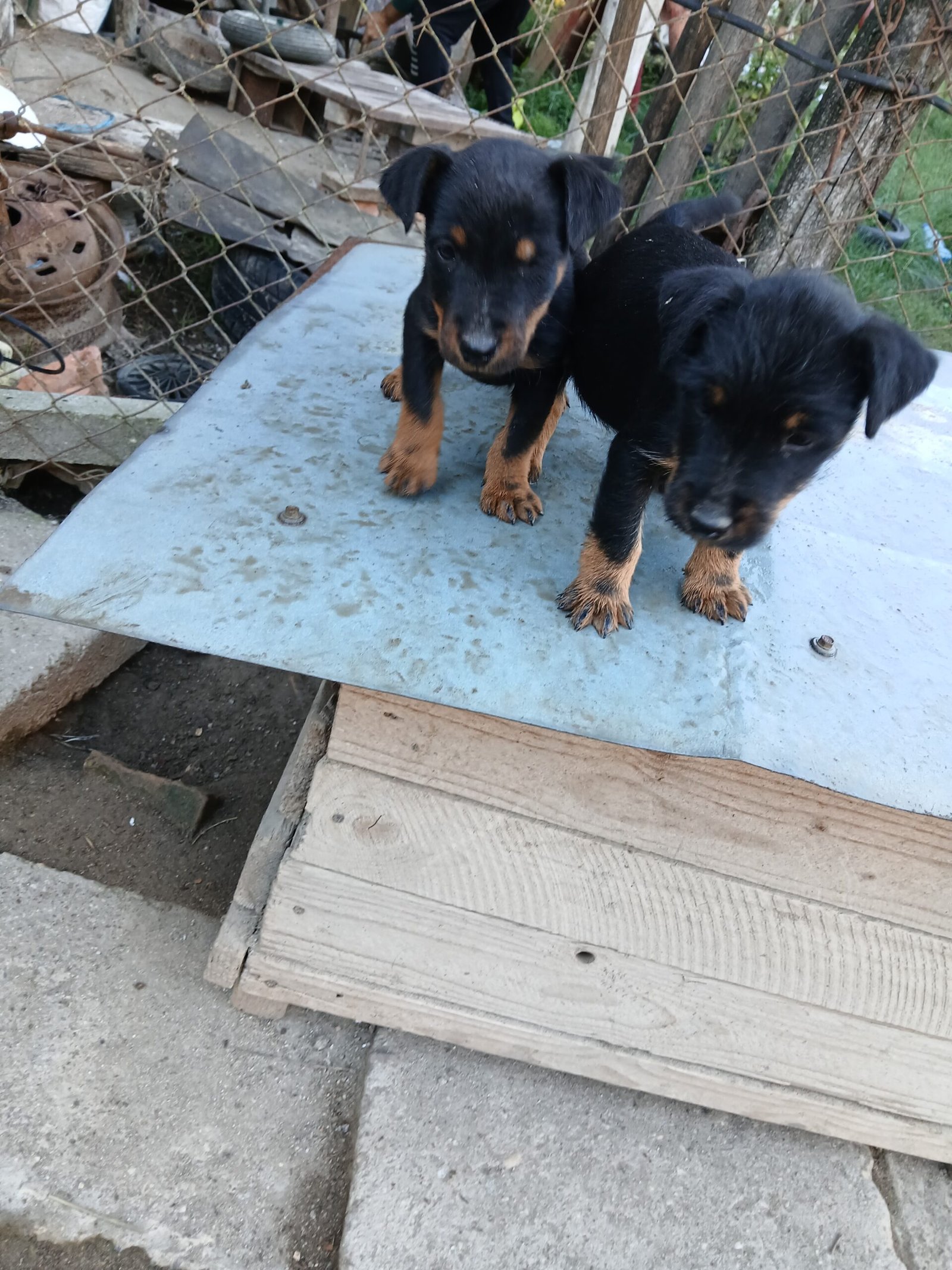 Vand 2 masculi jagdterrier