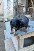 Vand 2 masculi jagdterrier