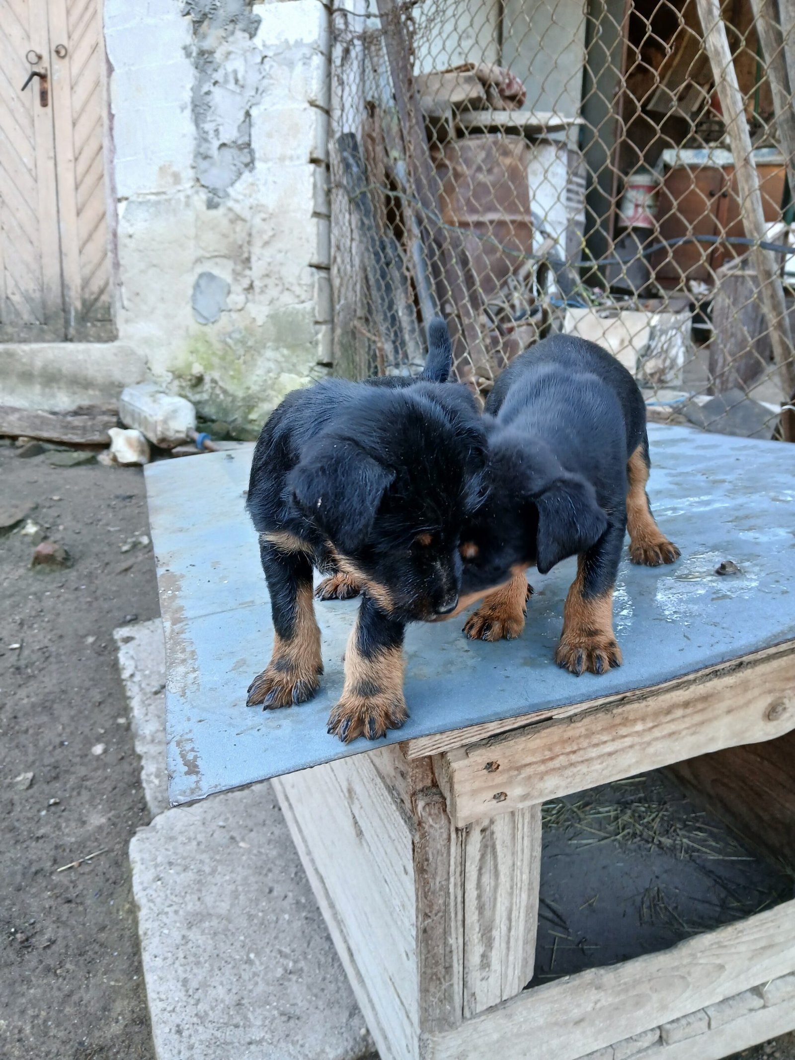 Vand 2 masculi jagdterrier