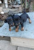 Vand 2 masculi jagdterrier
