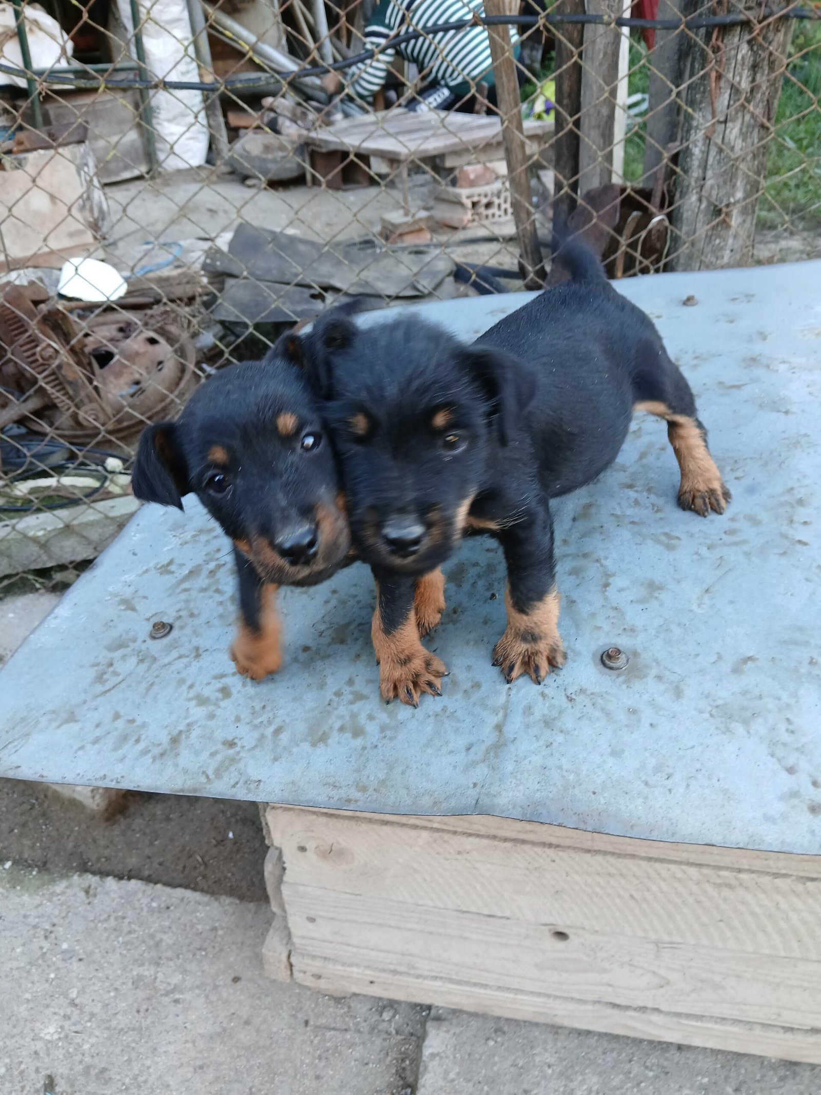 Vand 2 masculi jagdterrier