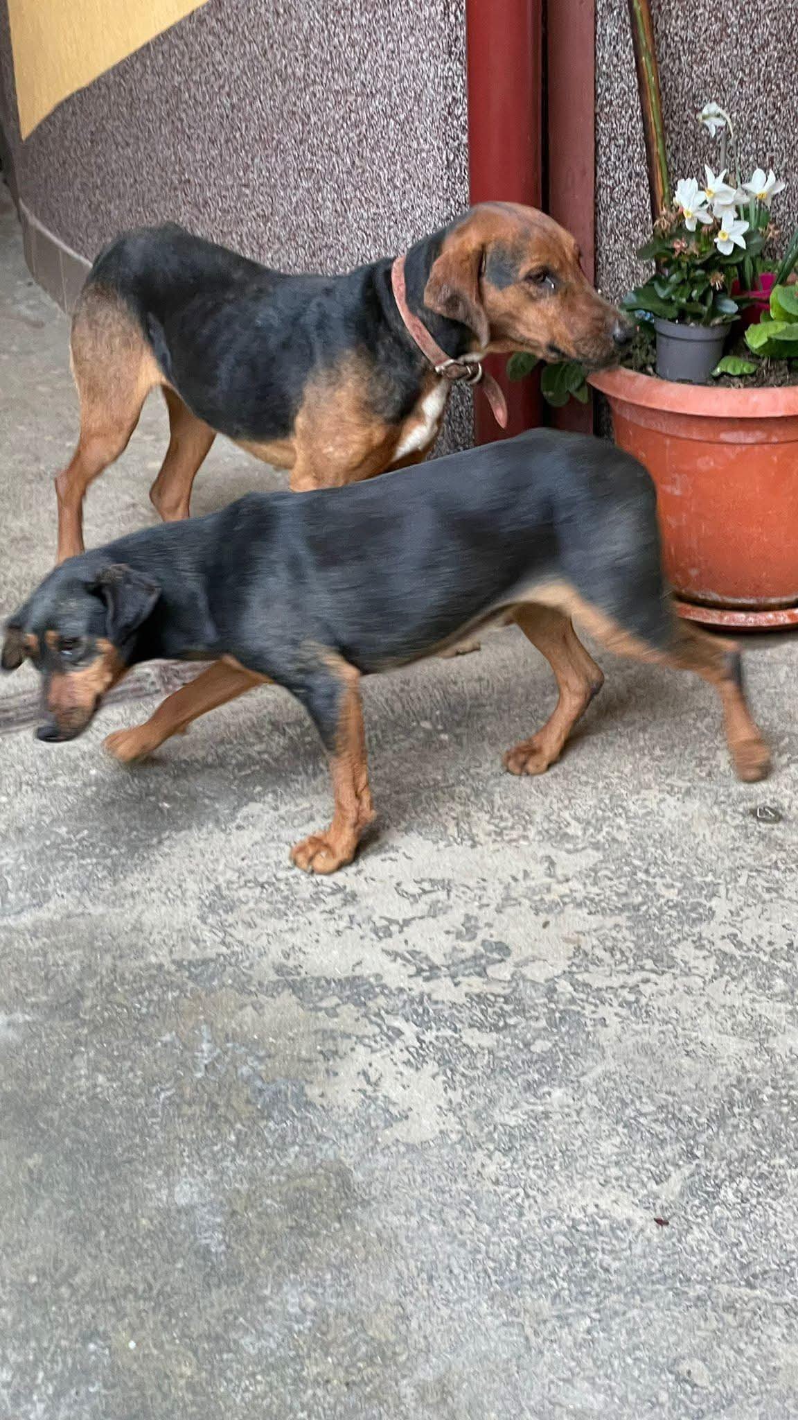 Copoi pierduți zona Orsova -Toplet, rugăm persoanele care îi văd pe undeva să lase un mesaj pe fb. Mulțumesc !!