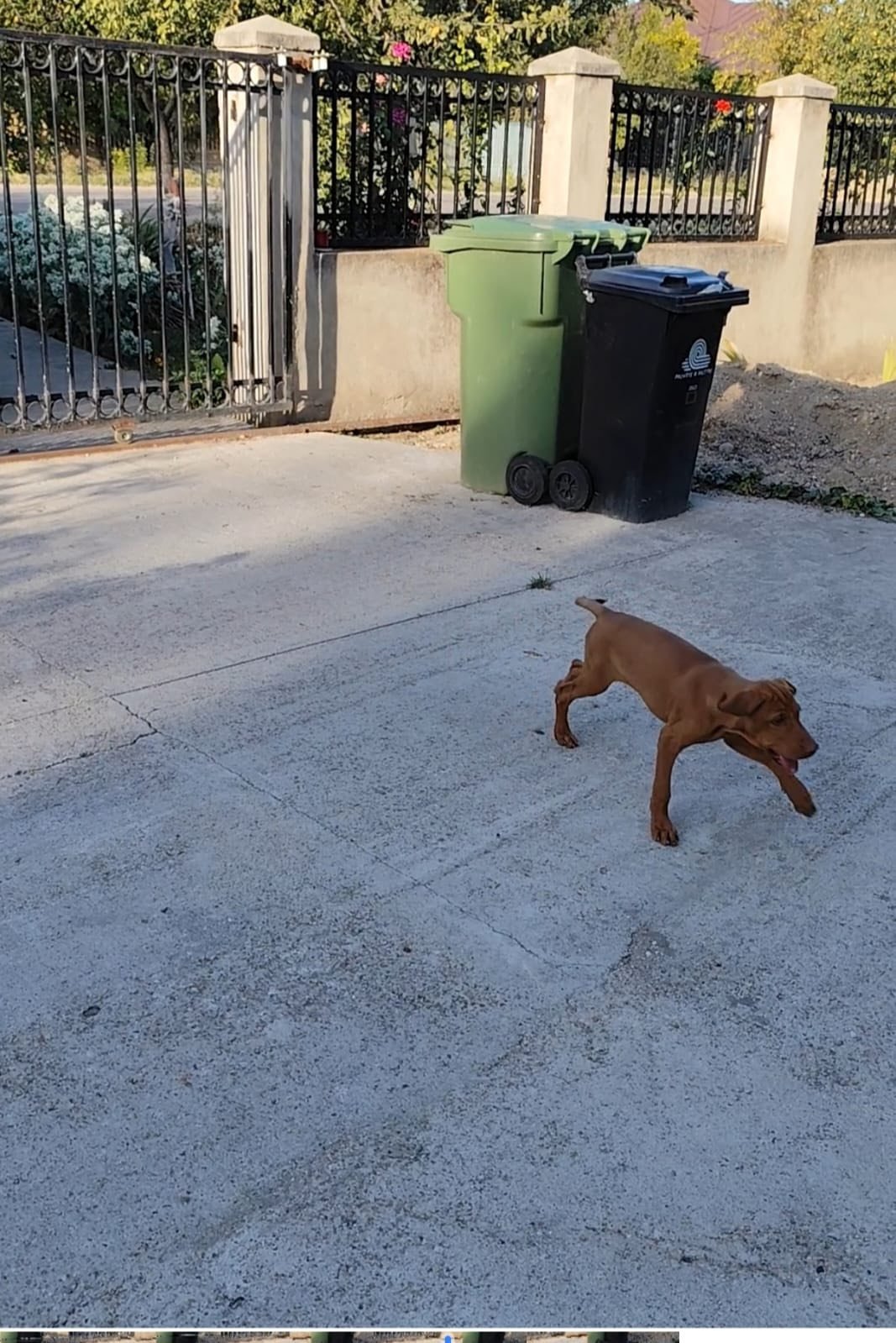 Femela viszla maghiara 5 luni cauta 🏠noua 0762325797