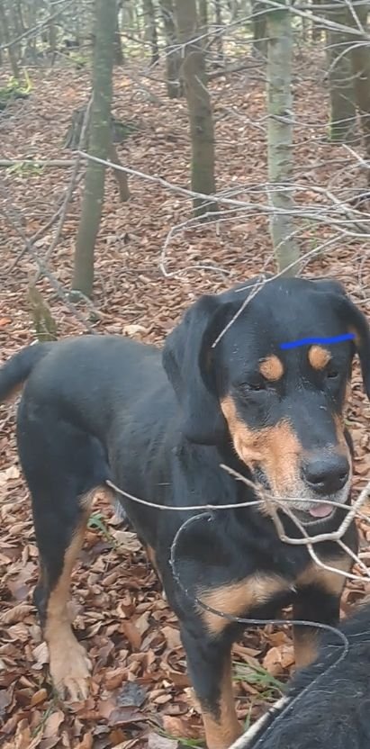 Caine de vanatoare pierdut