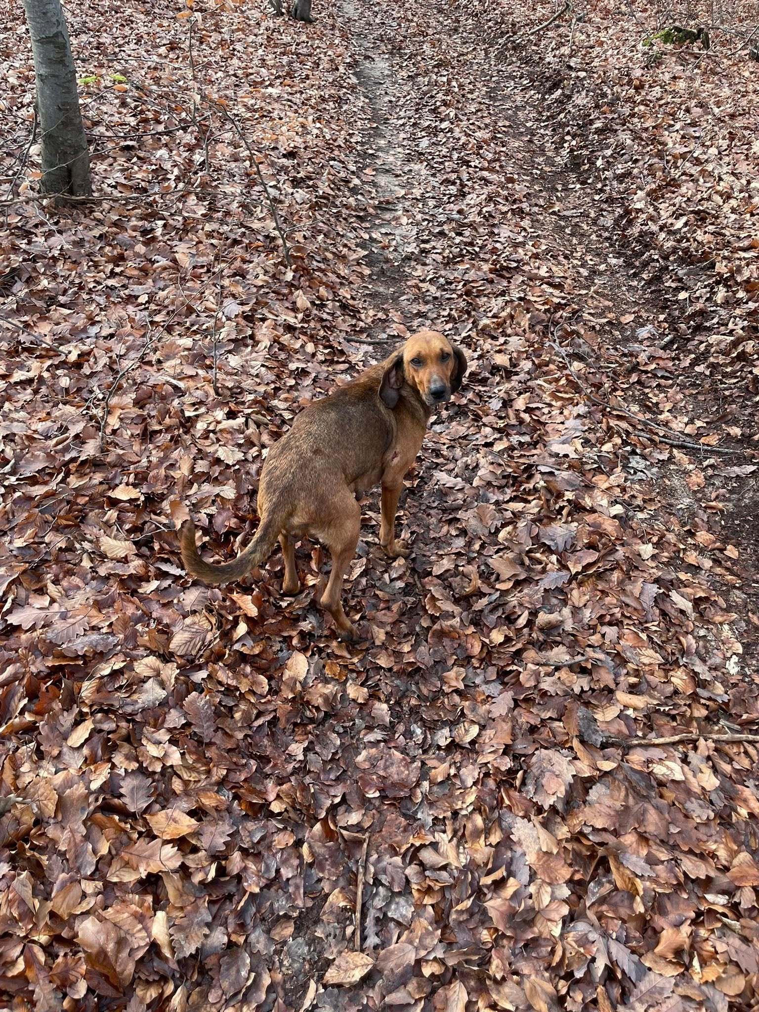 Am gasit aceasta cățelușă în pădure,