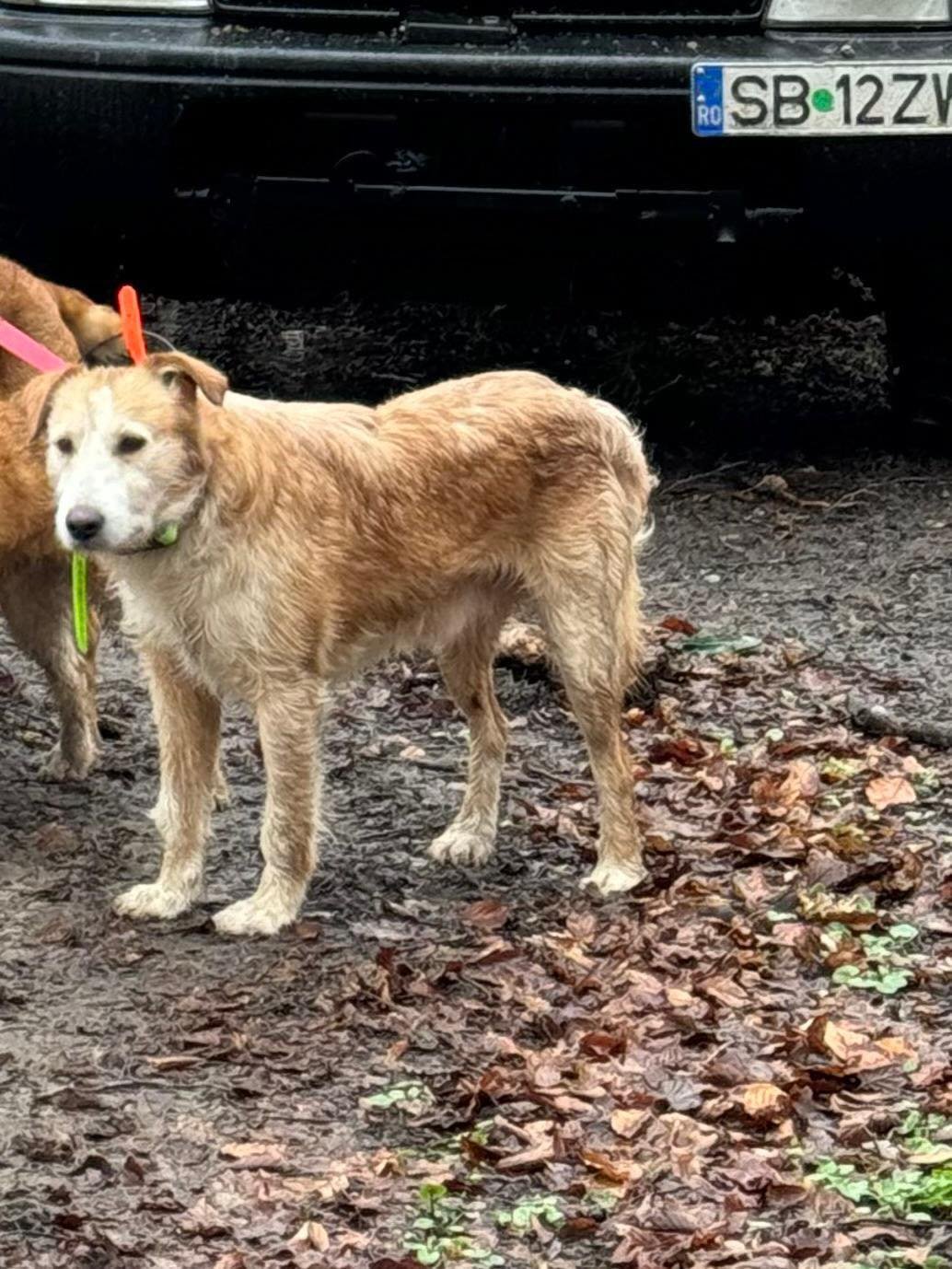 Câine pierdut/furat