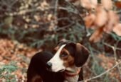 Am pierdut acest caine sâmbătă pe data de 20 dec în zona Suceava