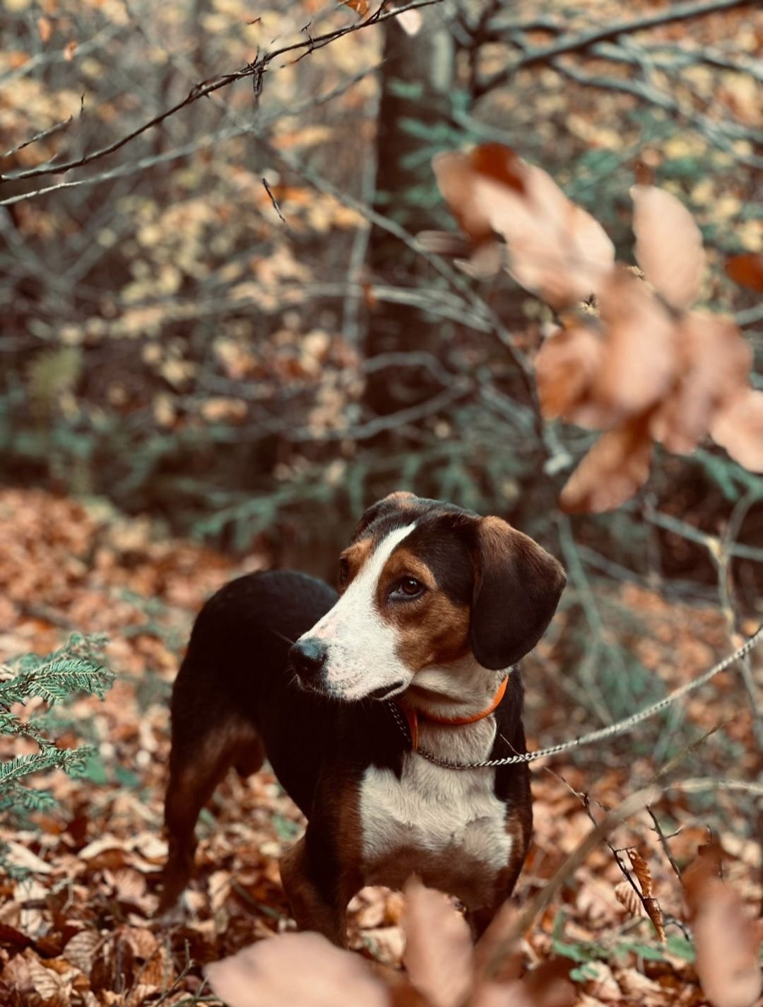 Am pierdut acest caine sâmbătă pe data de 20 dec în zona Suceava