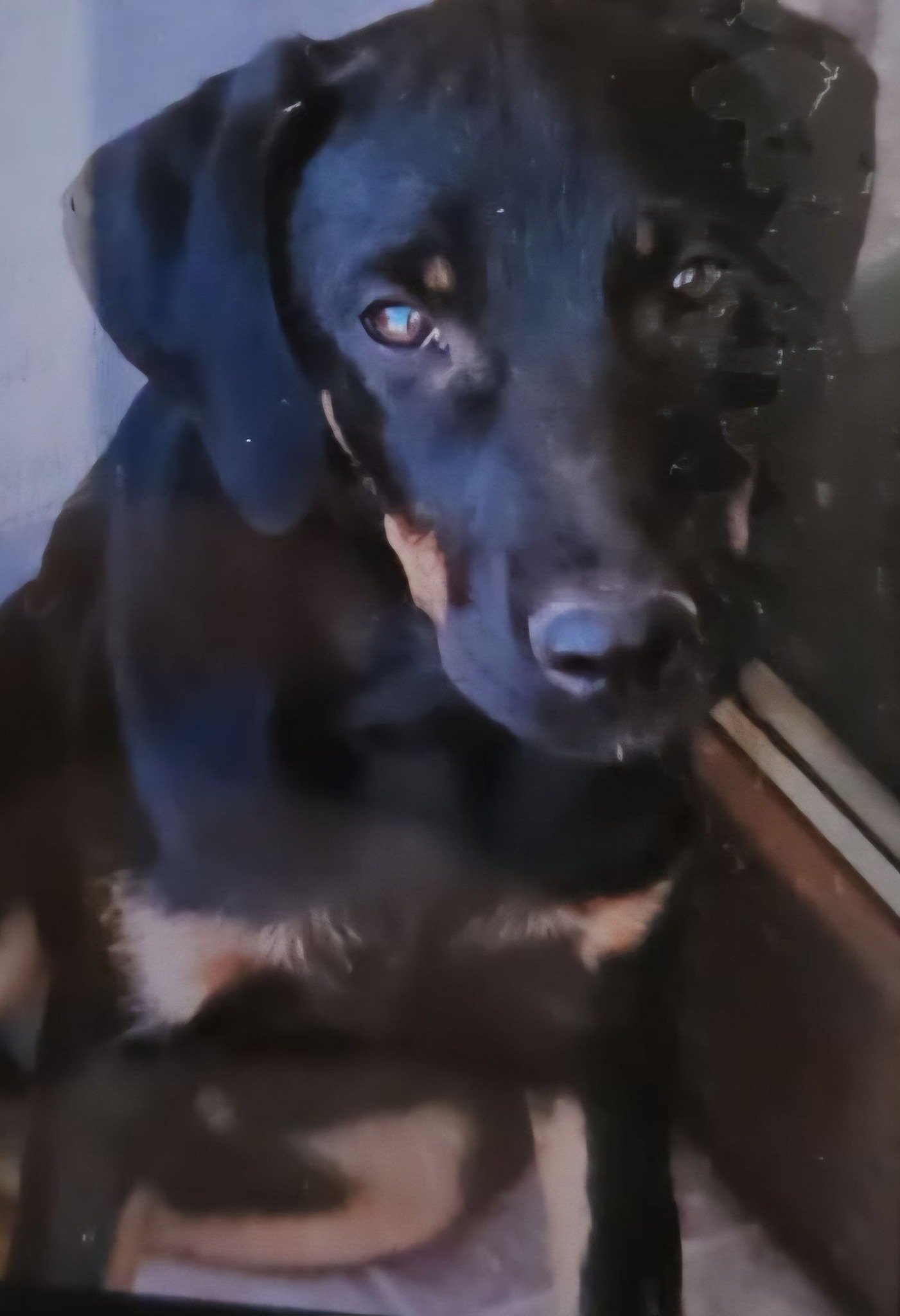 Pierdut in zona Cârțâbab