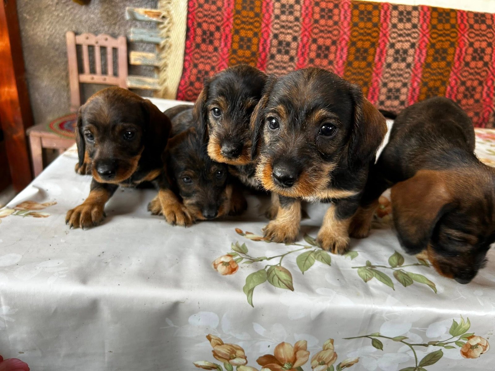 Disponibili căței Teckel cu păr sârmos!