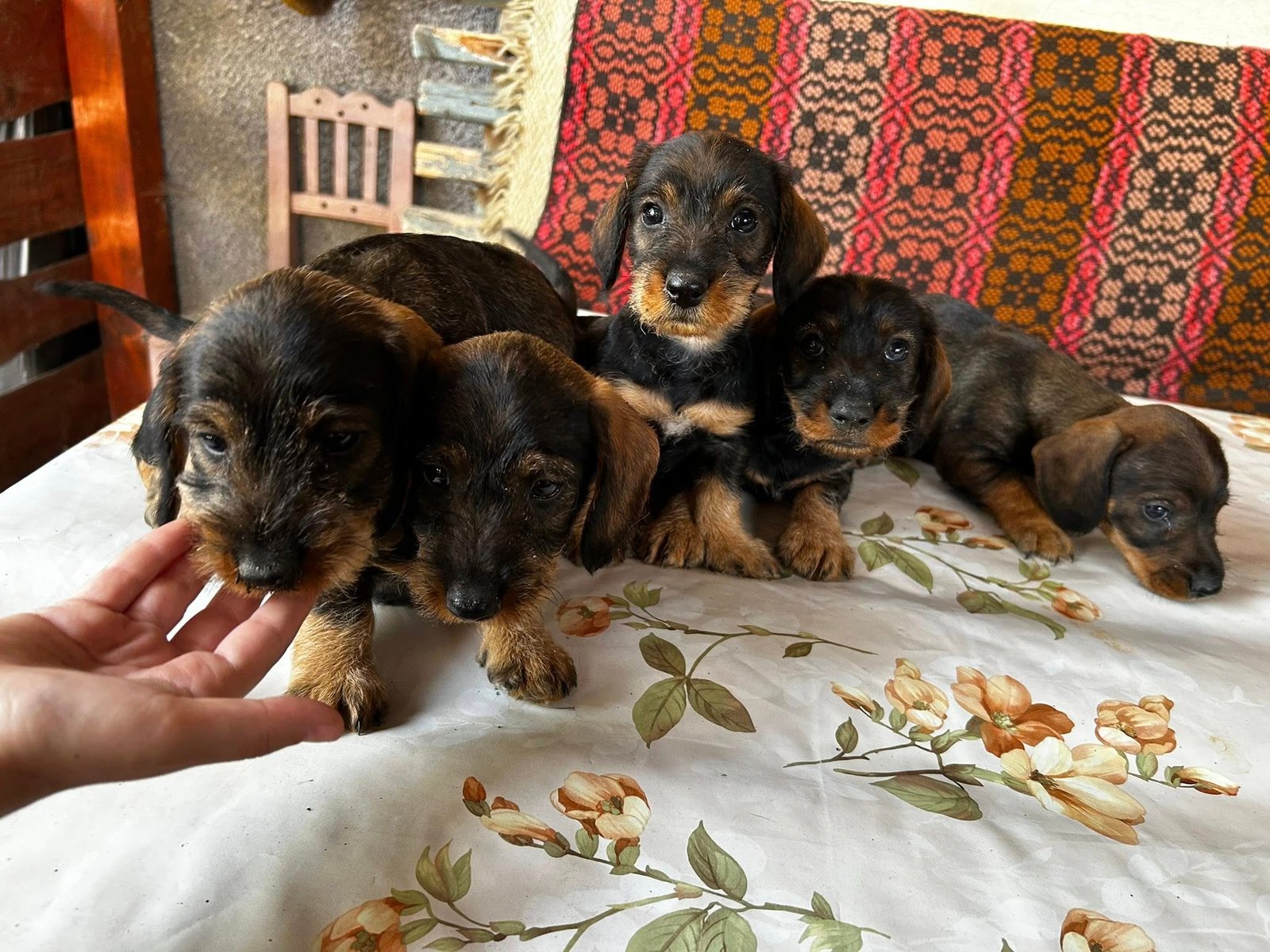 Disponibili căței Teckel cu păr sârmos!