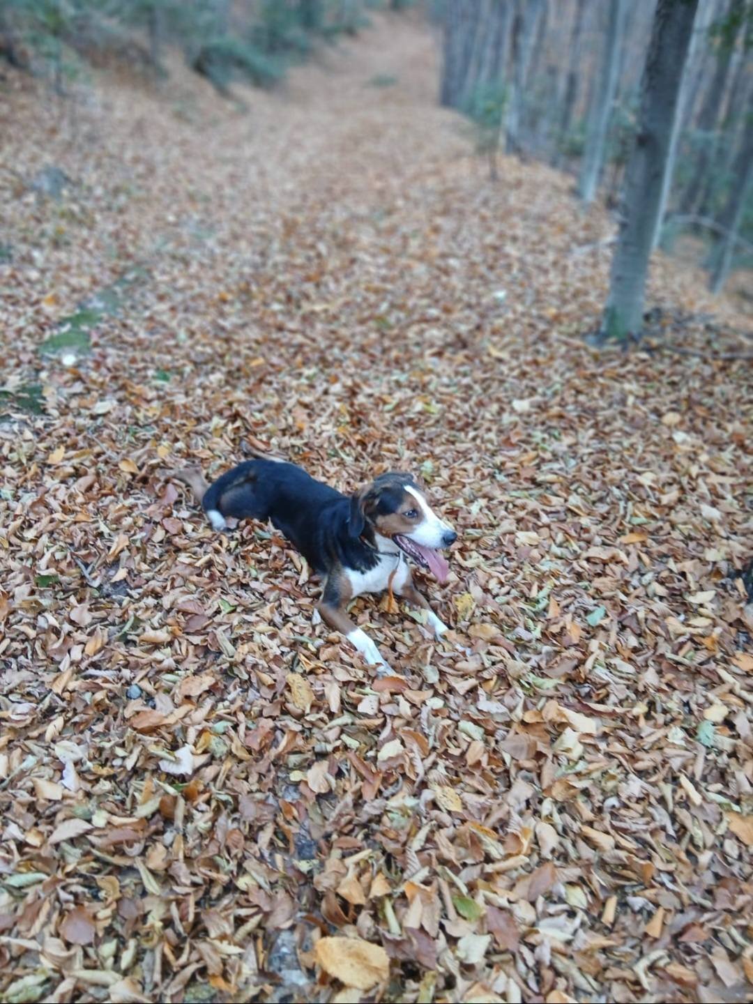 Am pierdut acest caine sâmbătă pe data de 20 dec în zona Suceava