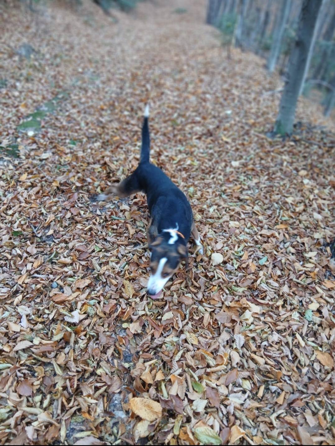 Am pierdut acest caine sâmbătă pe data de 20 dec în zona Suceava