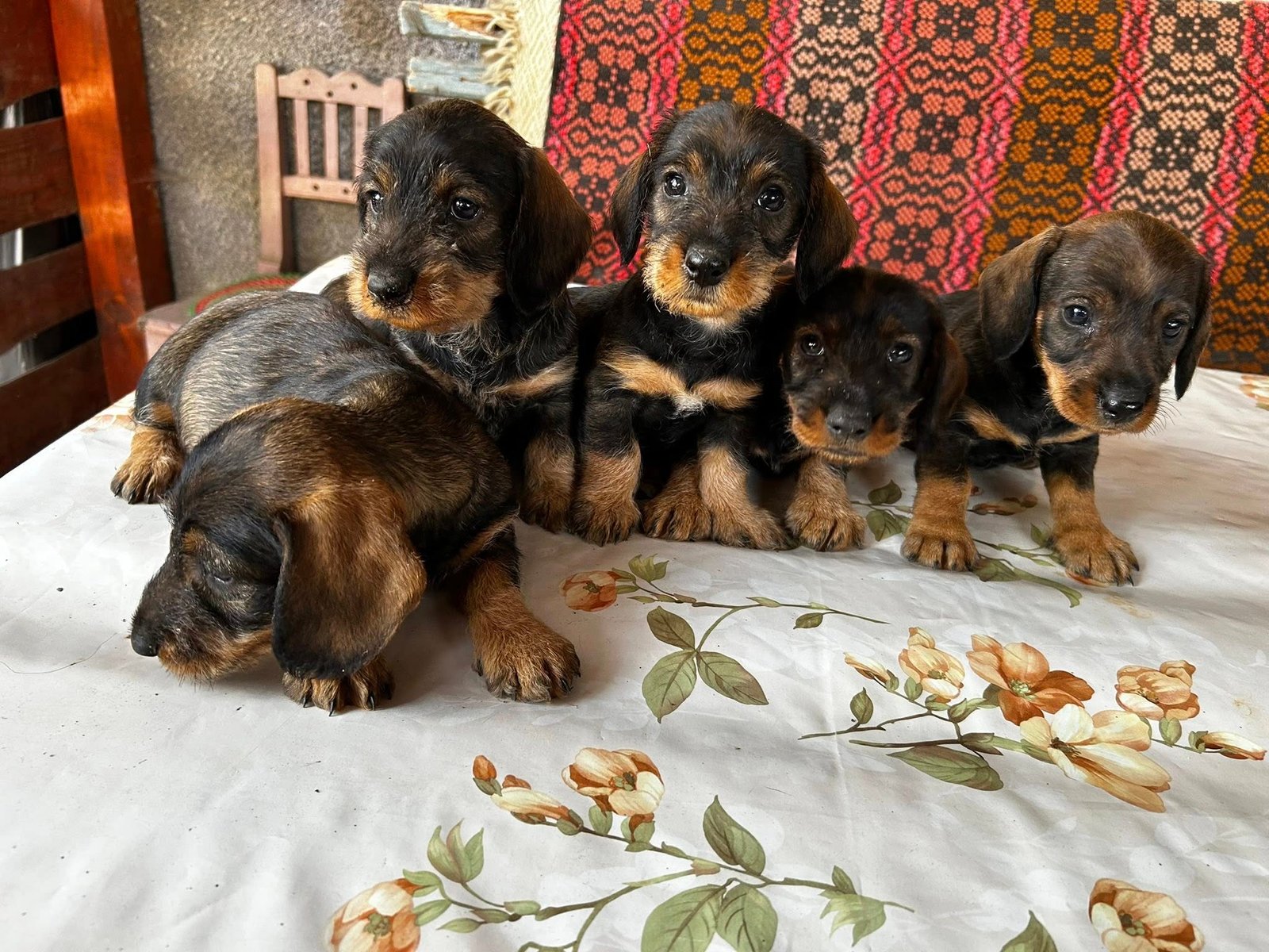 Disponibili căței Teckel cu păr sârmos!