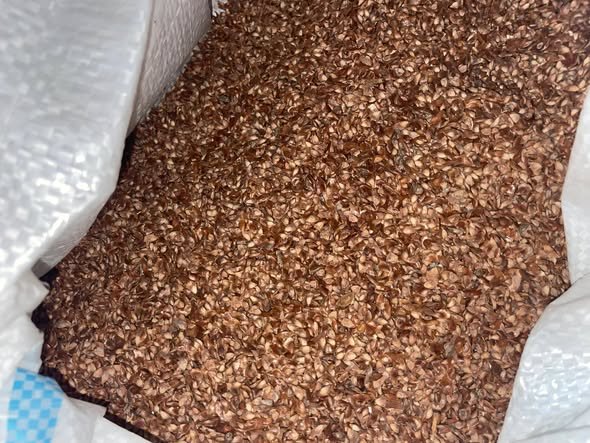 Sămânță de larice de vânzare, relații in privat sau la telefon 0749 301007