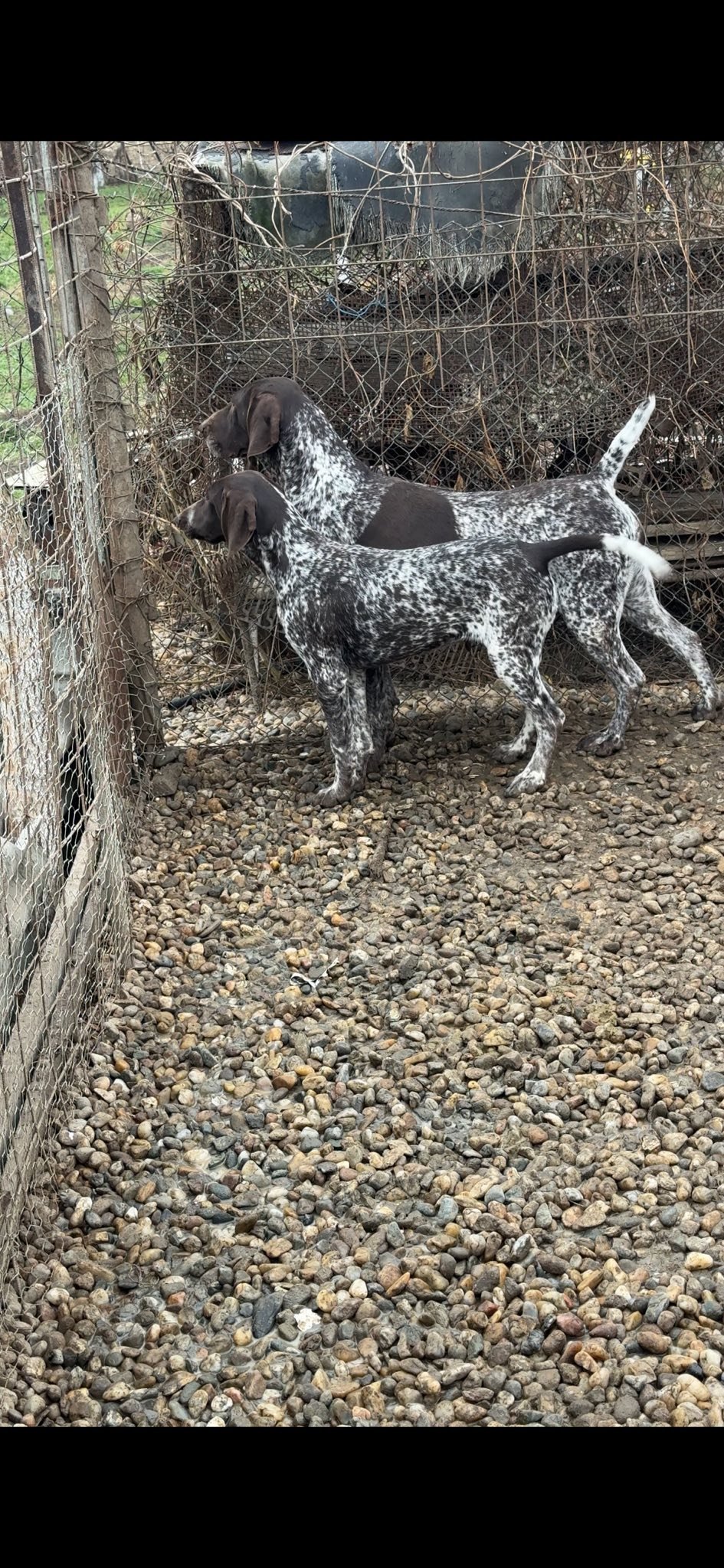 Disponibilă femela brac german