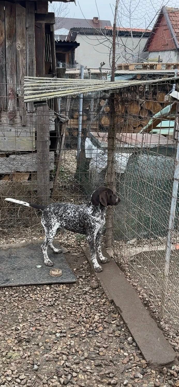 Disponibilă femela brac german