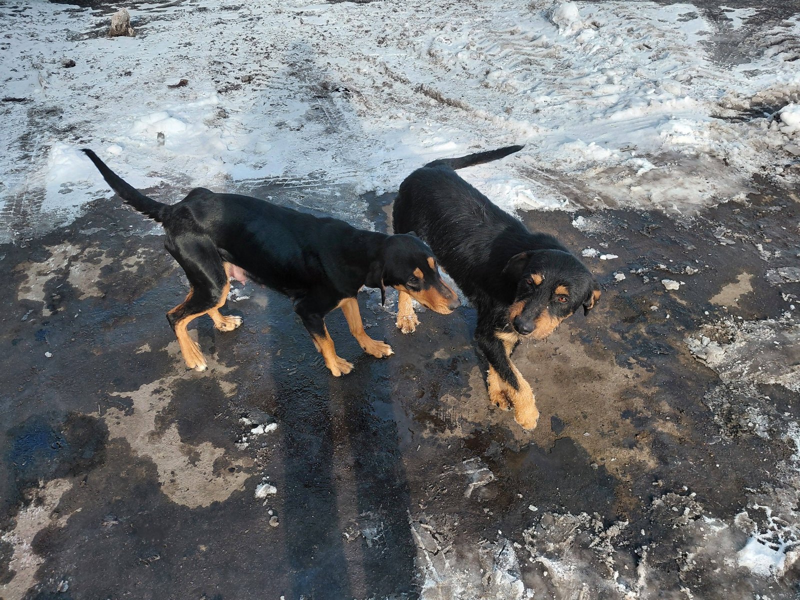 Poate îi caută cineva,Momentan sunt la mine! Locație Deva!..Rog o distribuire !🙏🙏