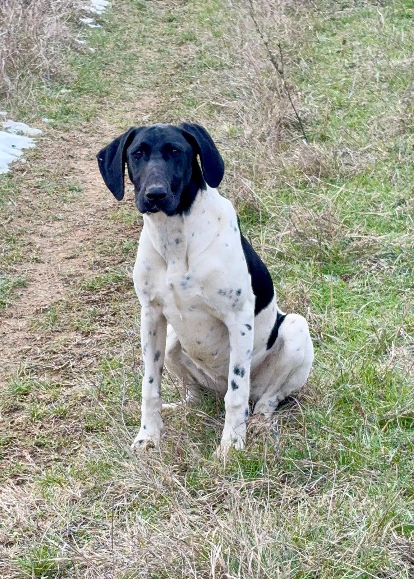 femelă de Brac German (Kurzhaar)
